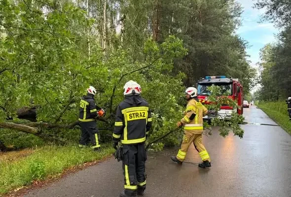 Strażacy usunęli powalone drzewo na drodze Oleśnica-Kamieniec