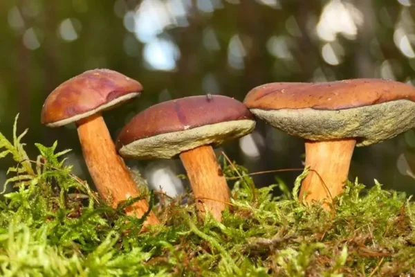 Grzybowy wysyp w lasach Gminy Dobroszyce – mieszkańcy chwalą się zbiorami