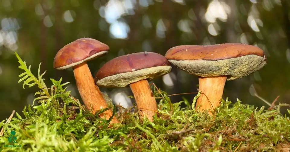Grzybowy wysyp w lasach Gminy Dobroszyce – mieszkańcy chwalą się zbiorami